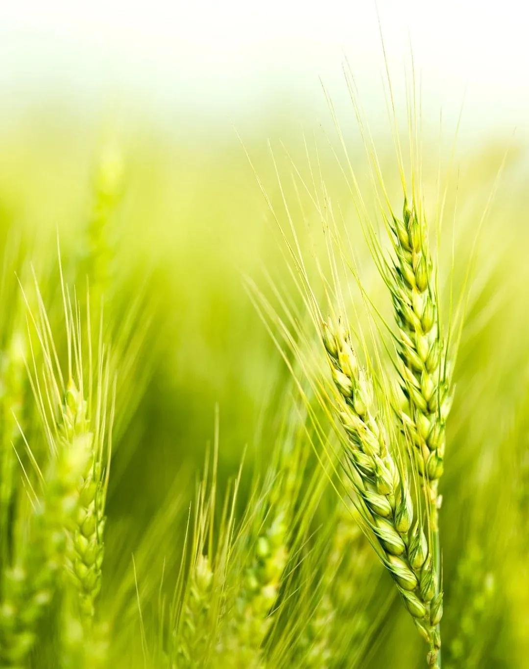 南京焱泰消防提醒您:今日小滿(圖1) 南京焱泰消防提醒您:今日小滿(圖1)